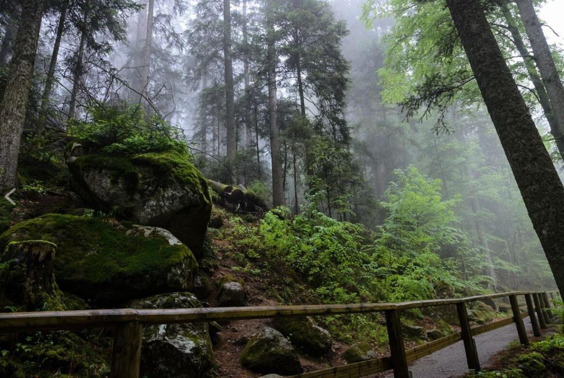 Living Timeless- Black Forest Style- Schoenwald מראה חיצוני תמונה